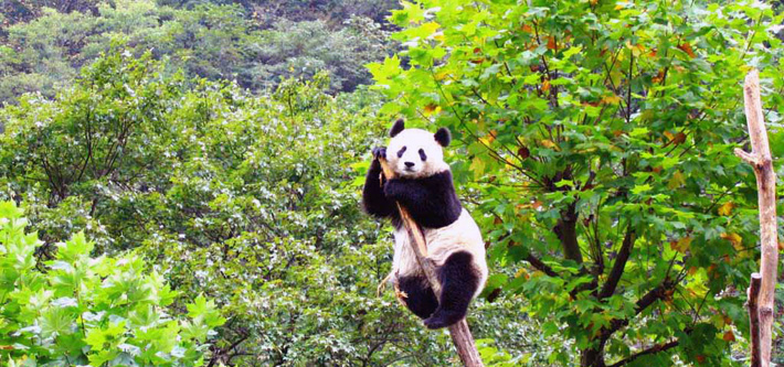 2 Days Chengdu Highlight City Tour