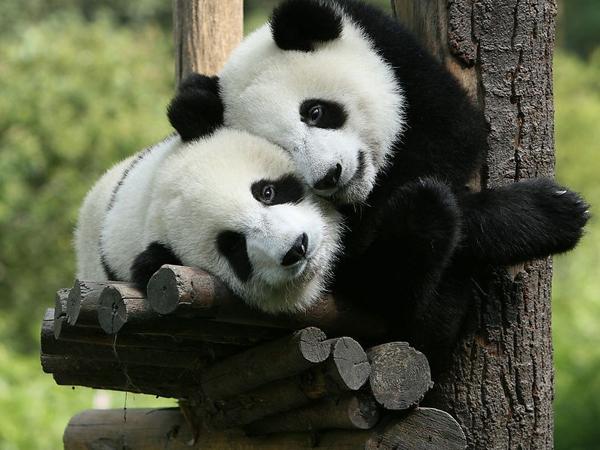 Sichuan chengdu tours