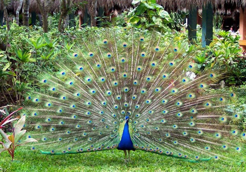 A peacock is spreading its tail at Beijing Zoo.