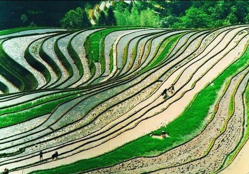 Longji Rice Terraces in China