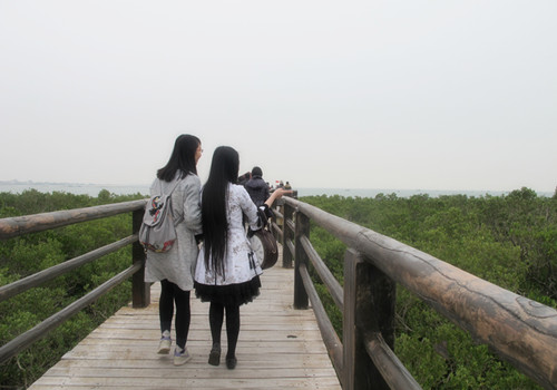 A mangrove wetland park in Zhanjiang
