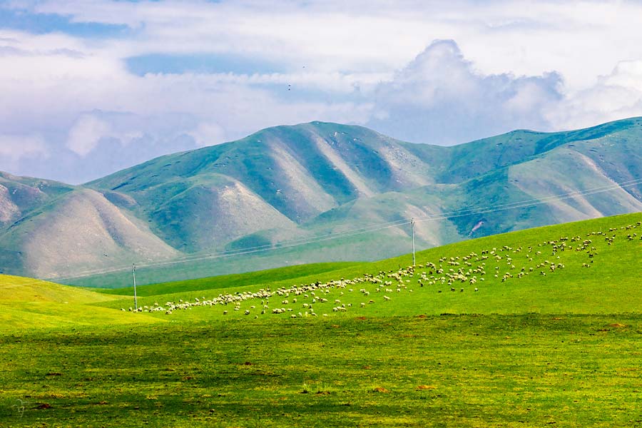 Gold and Silver Grassland close to Qinghai Lake
