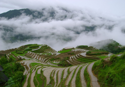 Dragon's Backbone Rice Terraces,Guilin