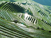 Rice Terraces of Guilin, Longsheng County