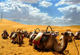 silk road and Camels, the history and future