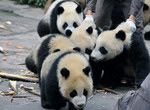 Have a cheap tour to China, it becomes your chance to see the giant pandas